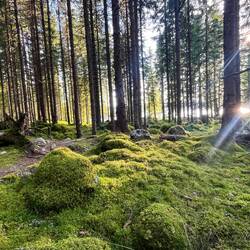 Die heutige Reise endet jedoch in Norwegen, wo sich dieses märchenhafte Wald..
