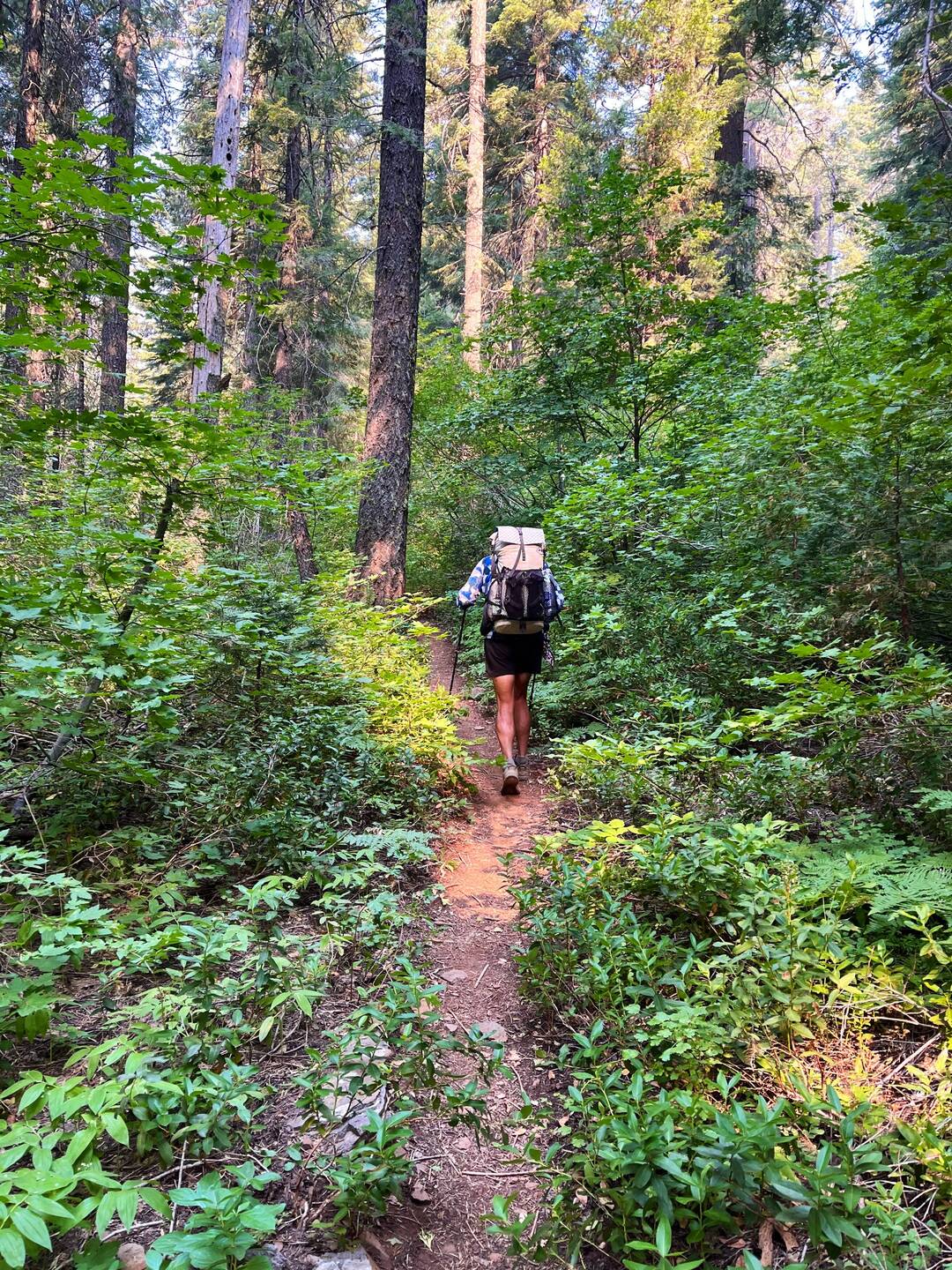 Ich folge Long Strides durch den saftig grünen Wald