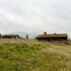 Hier wachsen auf Häusern und Hütten..