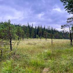 Auch die Wiesen sind teils recht feucht und mager.
