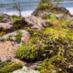 Der Boden ist moosig, teils sumpfig,..