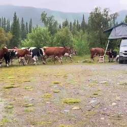 ..stolzieren die Kühe umher und machen dabei den Stellplatz unsicher.