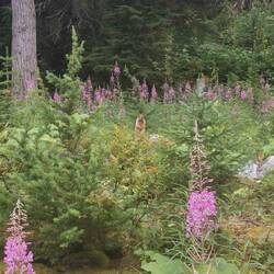 Und, könnt ihr ihn entdecken?