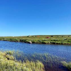 Bei Duolbajarčopma habe ein paar Norweger gezeltet und im Sumpfgebiet Maulbeeren gesammelt.