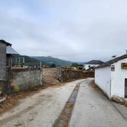 cows above and right beside the road going through town
