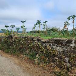 I think this is the type of cabbage that was in my soup last night