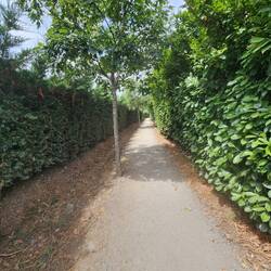 Nice greenery hiding a factory