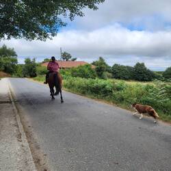 Horse, rider, dog trio... doing the camino?