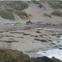 Colony of sealions to stop and admire, but whew, what a stink LOL