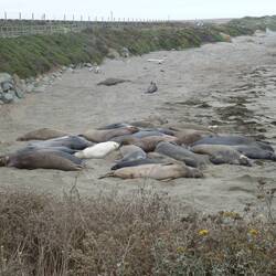 Further up the beach were these Walruses