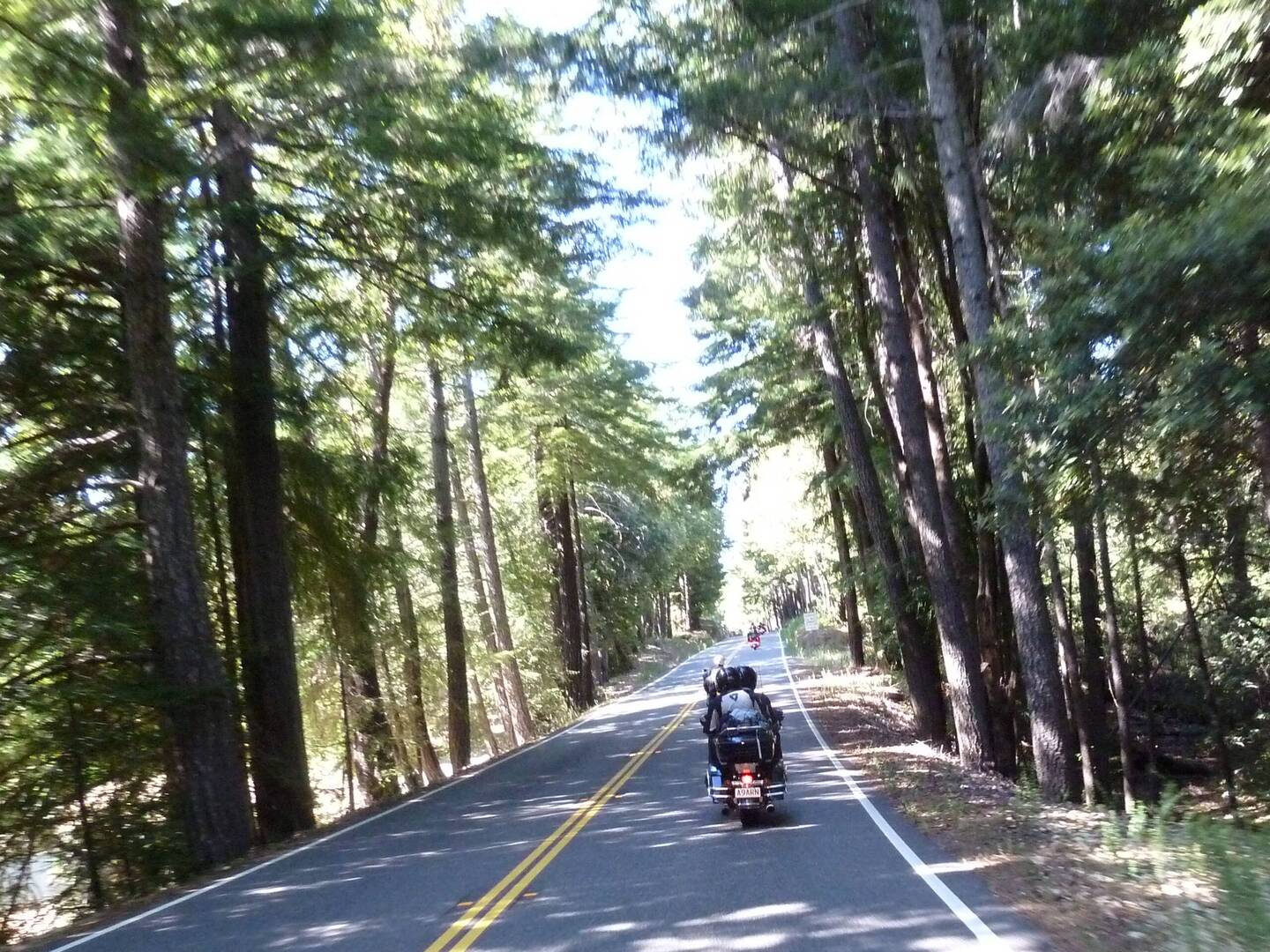 Riding among these giant Redwood trees was an awesome experience