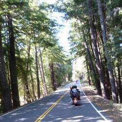 Riding among these giant Redwood trees was an awesome experience