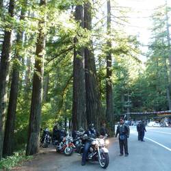 Some of these trees over 100yrs old, were unfortunately burnt down in a forest fire in later years