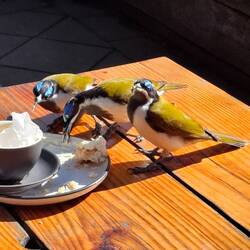 Blue faced honey eaters swooping for the scraps