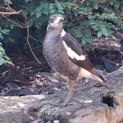 Getting the eye from juvenile Magpie