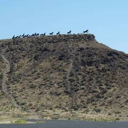 These monument statues of horses, were in memory of the First Nation Indians from here