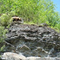 Couple of bear cubs were scavenging for food above the road