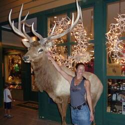 On the main street a stuffed mule deer, standing 5 feet at the shoulder