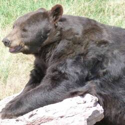 awwww,big cuddly teddy.....