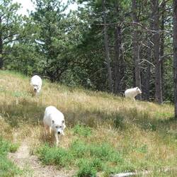 Pack of white wolves enticed by the throbbing sound of 95 cubes