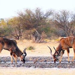 2 male kudus