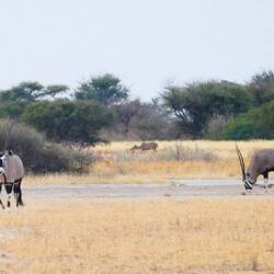 The elusive Oryx...at full telephoto