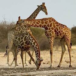 3 giraffes
