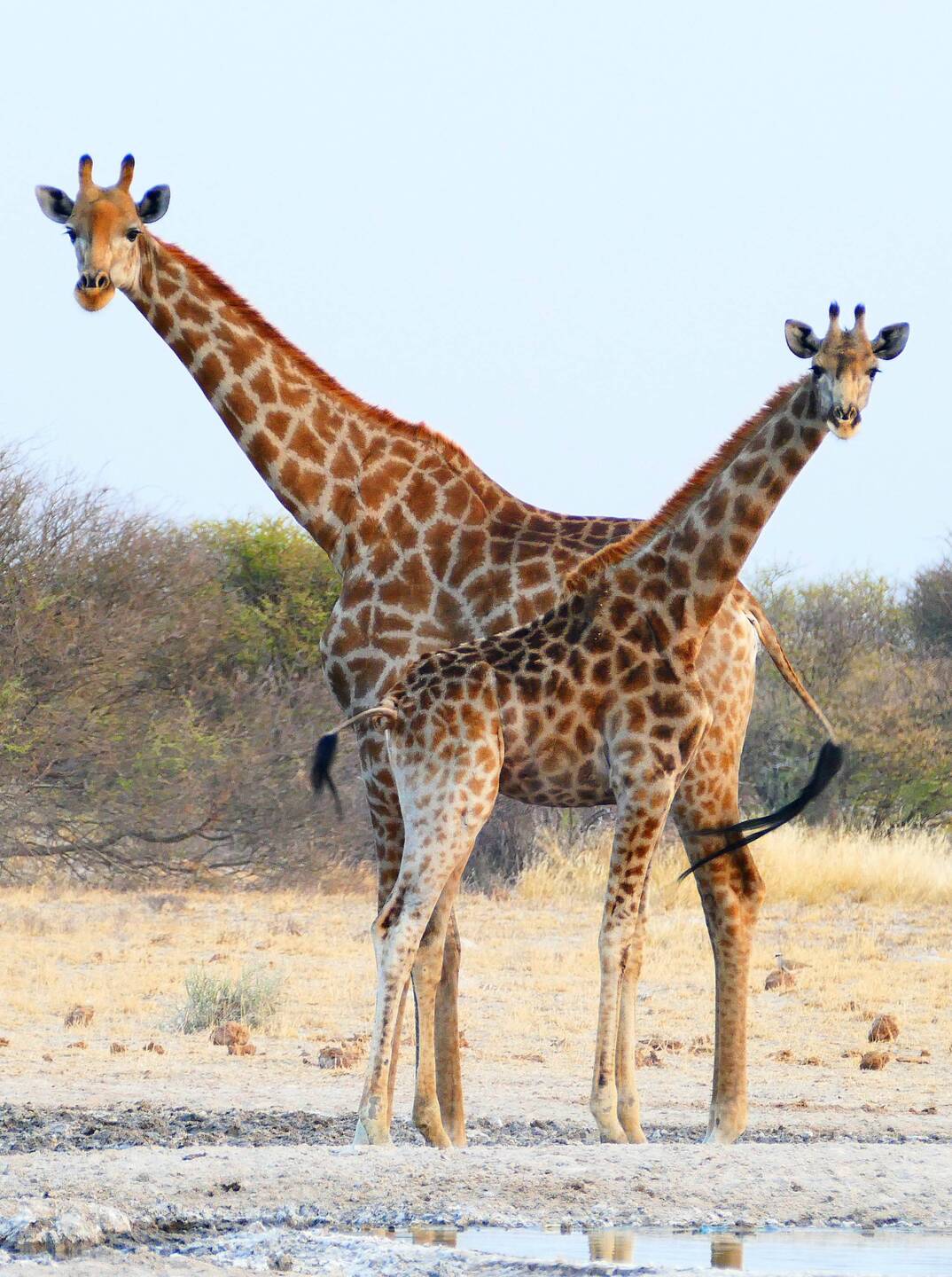 2 Giraffes