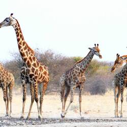 5 giraffes!