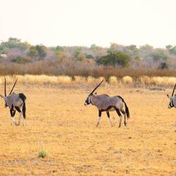 Oryx retreating back into the vast expanse of the Kalahari
