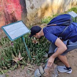 Die Blume soll nach verrottendem Fleisch riechen