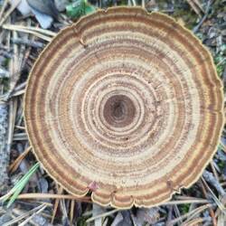 Tigerauge / Dauerporling