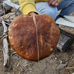 Riesen Steinpilz gefunden 🤤