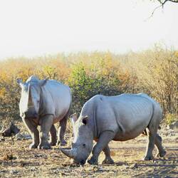 The rhinos just kept coming! Another 2...