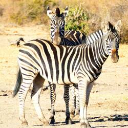 Zebras