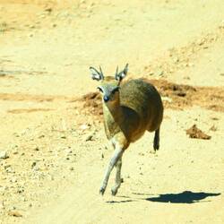 A klipspringer welcomed us to Madikwe