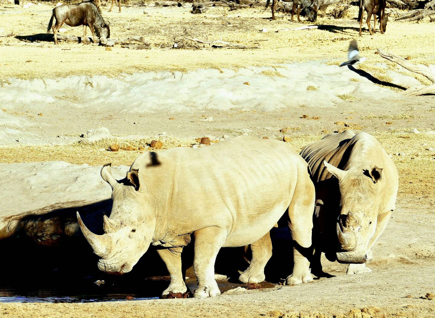 Elliott found us rhinos for Mel's bday