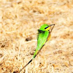 A colourful bee-eater