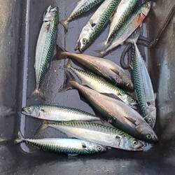 Unsere Köderfische