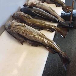 Köderfisch war für die Dorsche und Köhler lecker