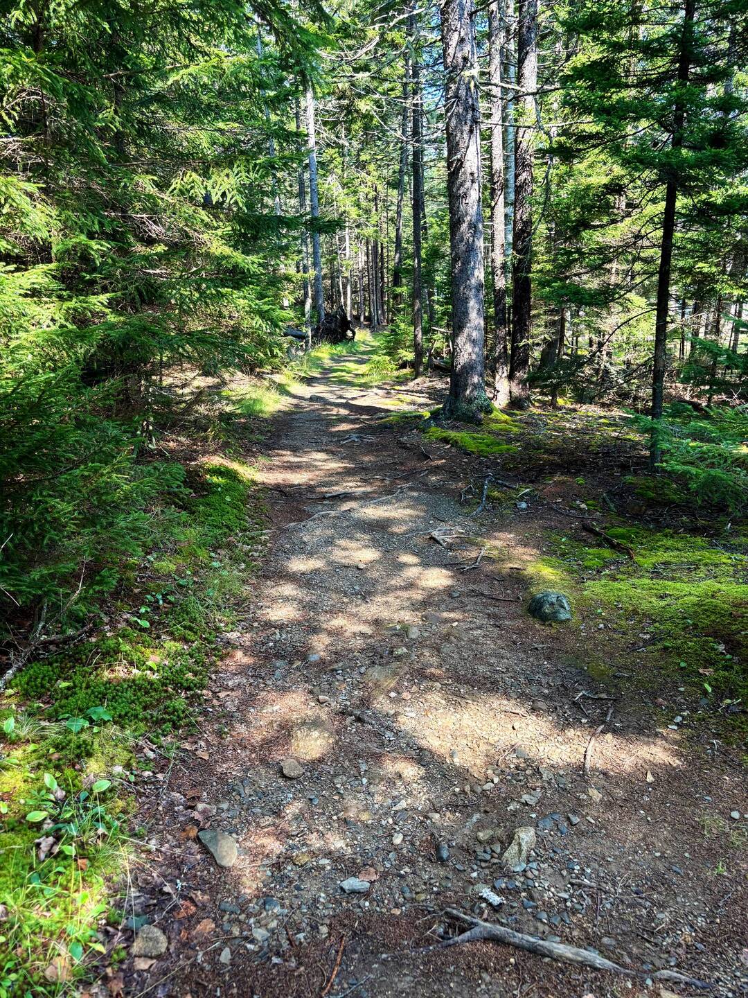 Warren Island State Park trail