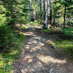 Warren Island State Park trail