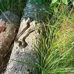 A welcome sunny day for this little critter