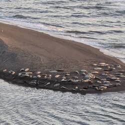 Our neighbours, a harbour seal colony.