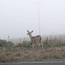 Deer appearing next to our camper in the fog