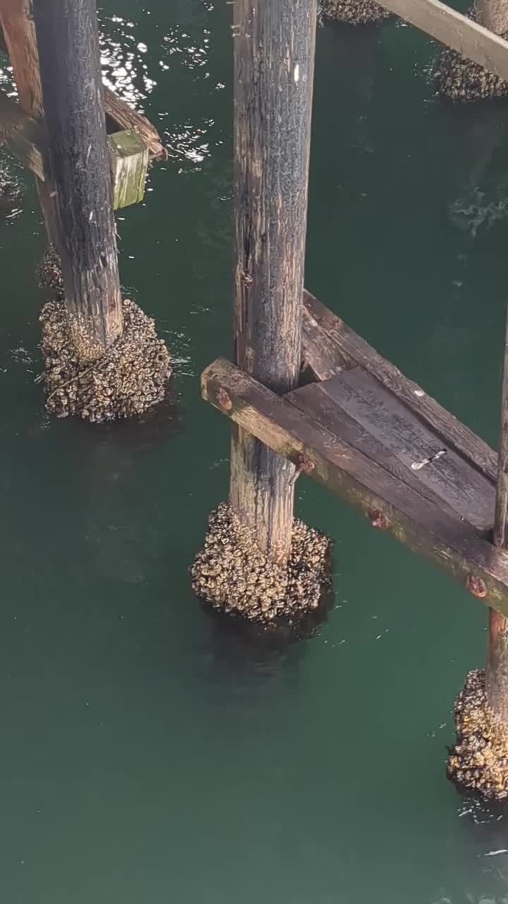 Playing seals at Santa Cruz pier