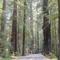 Avenue of the Giants