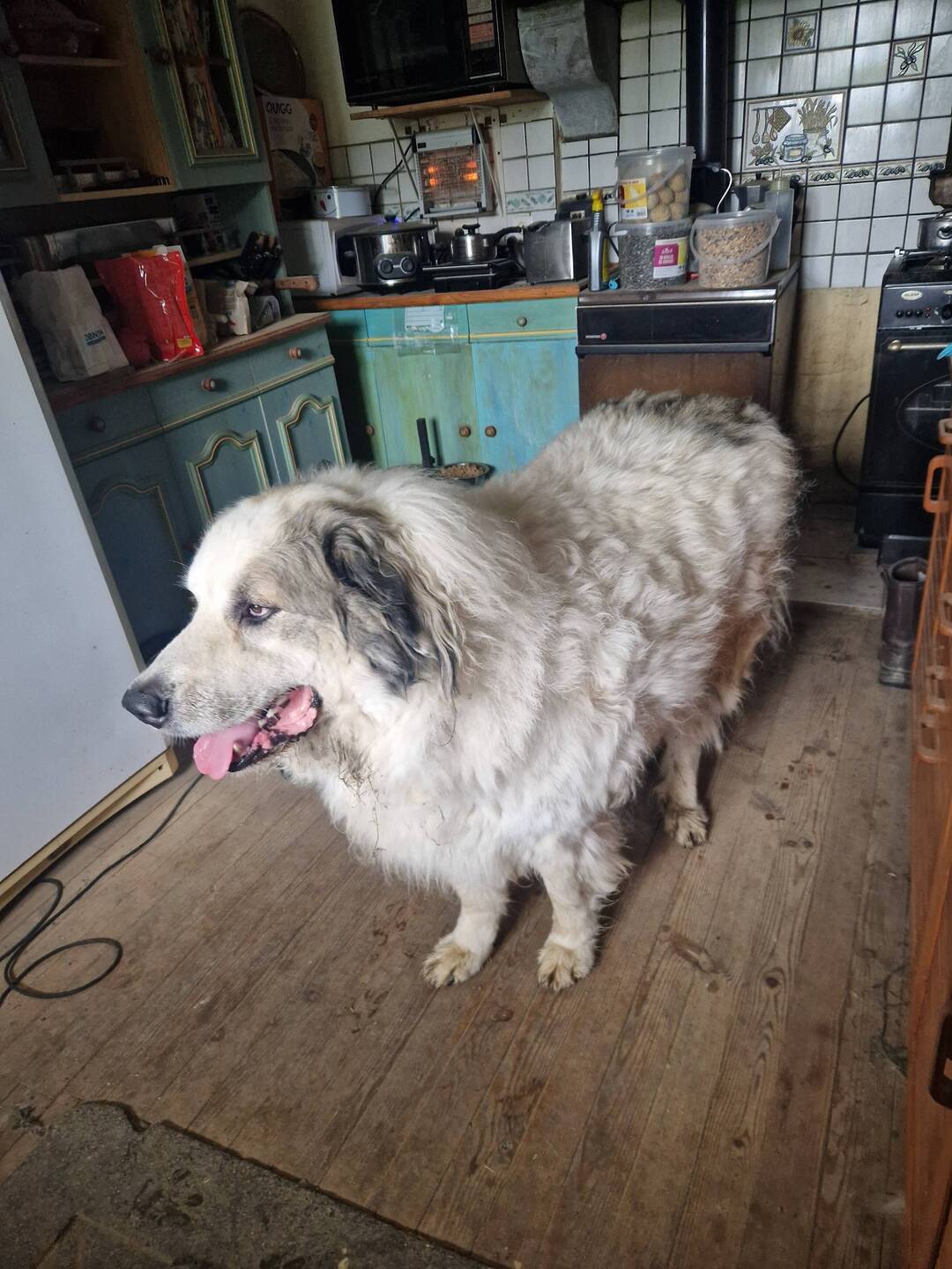 Großer Hund