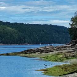Blue heron!