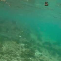 Schwarzspitzen-Riffhai